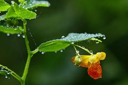 Single Flower in Orange